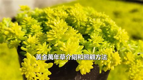 黃金萬年草風水|黃金萬年草照顧全攻略：養出健康美麗的黃金萬年草